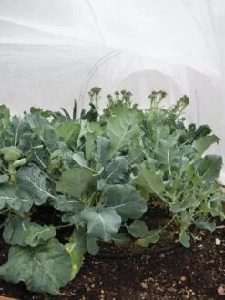 All-Purpose Garden Fabric -The Bloom Yard Sales Shop 32646 7940 tif