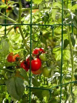 Tomato Cages, Set Of 4 -The Bloom Yard Sales Shop 34182 588 tif