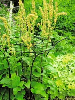 Essex Plant Supports -The Bloom Yard Sales Shop 37423 200 tif