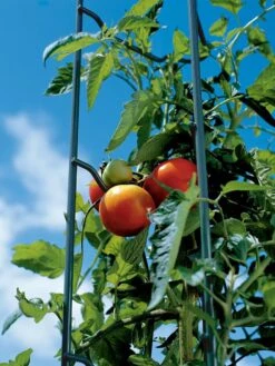 Tomato Ladders, Set Of 3 -The Bloom Yard Sales Shop 38184 003E tif