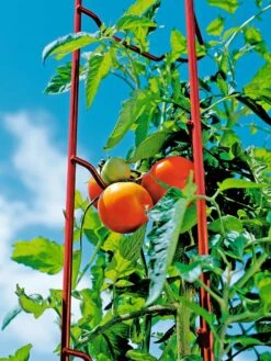 Tomato Ladders, Set Of 3 -The Bloom Yard Sales Shop 38185 003E tif