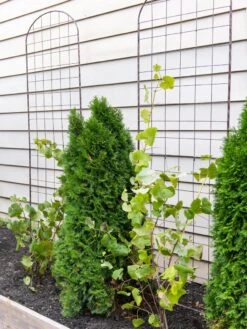 Jardin Flower Trellis 5 Jardin Flower Trellis -The Bloom Yard Sales Shop 38689 6002 tif