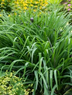 Jardin Bird Cage Support, 26" -The Bloom Yard Sales Shop 39 521 0073 tif