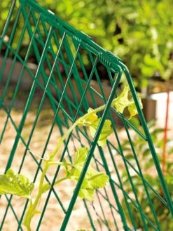 Deluxe Cucumber Trellis 11 Deluxe Cucumber Trellis -The Bloom Yard Sales Shop 39806 GR edit tif