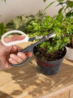 Japanese Pruning Scisssors -The Bloom Yard Sales Shop 3 4 crop 8612968 0092