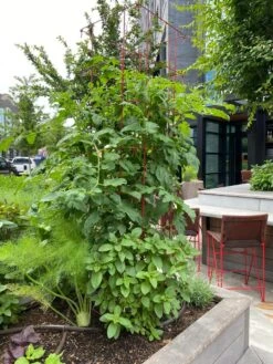 Tomato Towers, Set Of 2 -The Bloom Yard Sales Shop 8587041 01IN tif