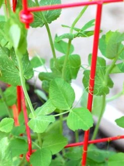 Tall Expandable Pea Trellis 9 Tall Expandable Pea Trellis -The Bloom Yard Sales Shop 8587061 101 tif 1