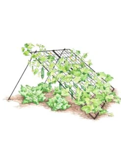 Large Cucumber Trellis