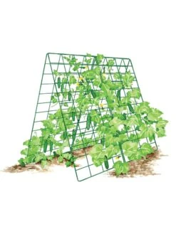 Deluxe Cucumber Trellis 14 Deluxe Cucumber Trellis -The Bloom Yard Sales Shop 8587083 001 GRN tif