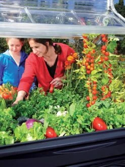 Canopia® By Palram Plant Inn™ Raised Bed Greenhouse, 4' X 4' -The Bloom Yard Sales Shop 8588308 03V tif