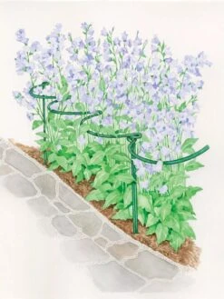 Tidy Path Supports -The Bloom Yard Sales Shop 8588403 003 1