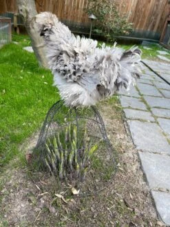 Chicken Wire Cloche -The Bloom Yard Sales Shop 8590210 02CUST tif