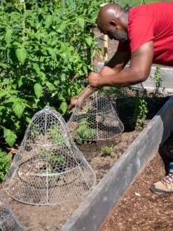 Chicken Wire Cloche With Extension -The Bloom Yard Sales Shop 8590210 0442 tif