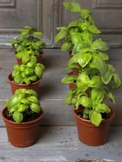 Organic Self-Watering Potting Mix, 20 Qts. -The Bloom Yard Sales Shop 8592212 3979 001E tif 3