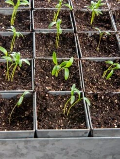 Seed Starting Mix, 9 Qts. -The Bloom Yard Sales Shop 8592212 6177