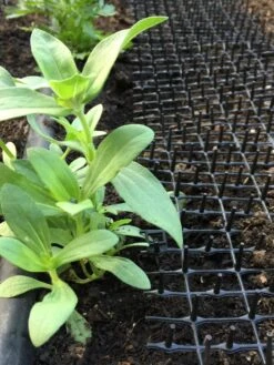 Cat Scat Mat -The Bloom Yard Sales Shop 8592448 03CUST tif