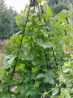 Titan Teepee Trellis -The Bloom Yard Sales Shop 8595757 01EMP tif