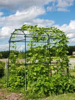 Titan Squash Tunnel -The Bloom Yard Sales Shop 8596276 0133 tif
