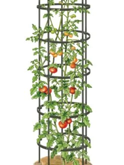 Titan Tall Tomato Cages, Set Of 3 9 Titan Tall Tomato Cages, Set Of 3 -The Bloom Yard Sales Shop 8599860 0002 art tif