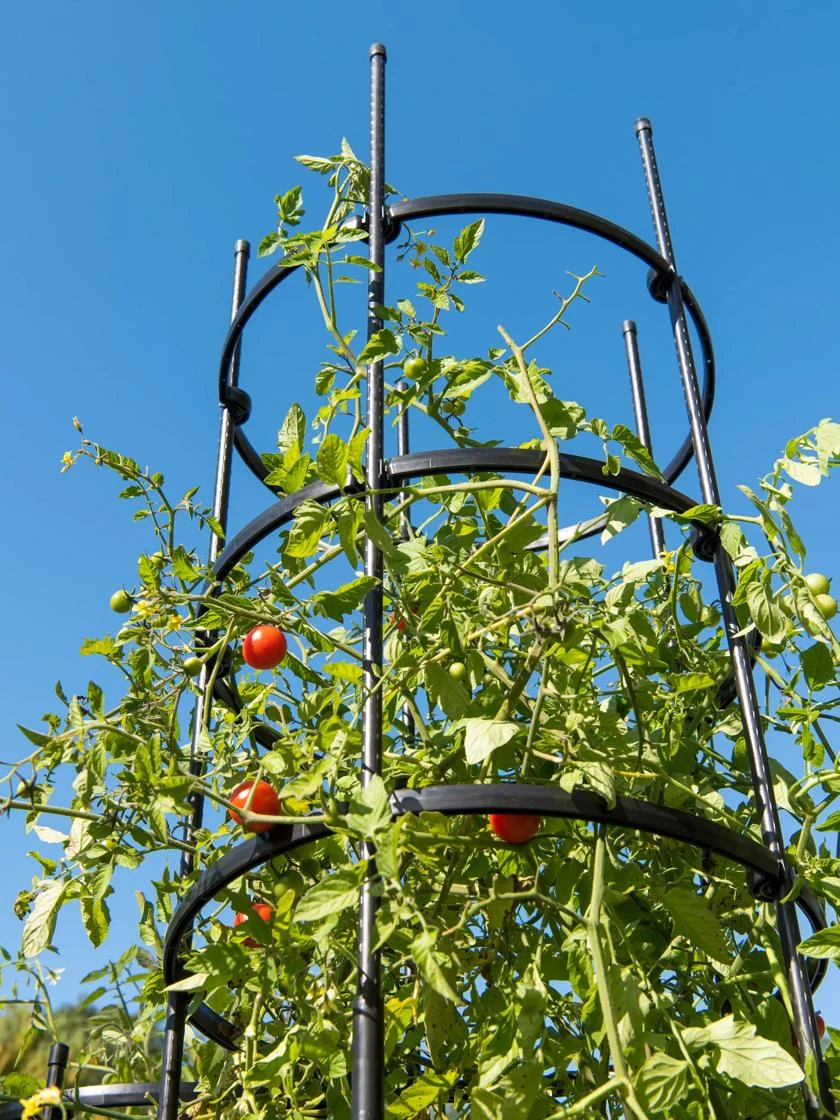 Titan Tall Tomato Cages, Set Of 3 4 Titan Tall Tomato Cages, Set Of 3 - Image 4