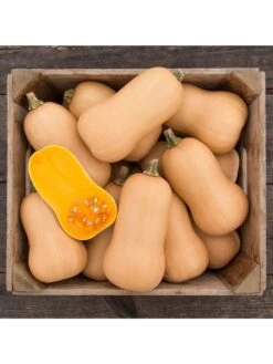 Brulee Butternut Squash Organic Seeds 5 Brulee Butternut Squash Organic Seeds -The Bloom Yard Sales Shop 8599867 01v