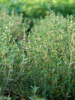 The Bloom Yard Sales Shop 35 Thyme Organic Seeds