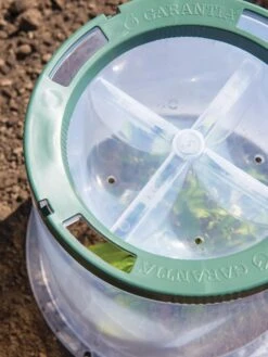 Sunny Forcing Cloches, Set Of 3 -The Bloom Yard Sales Shop 8600075 0742 tif