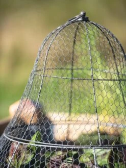 Chicken Wire Cloche With Extension -The Bloom Yard Sales Shop 8600116 0607 tif