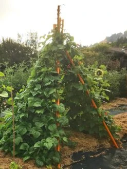 Annabel Tipi Trellis -The Bloom Yard Sales Shop 8600521 02V tif