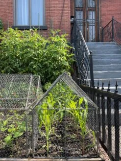 Chicken Wire Crop Coop 23 Chicken Wire Crop Coop -The Bloom Yard Sales Shop 8609080 02CUST tif