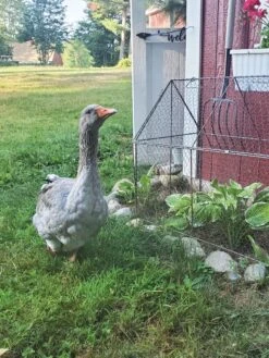 Chicken Wire Crop Coop 21 Chicken Wire Crop Coop -The Bloom Yard Sales Shop 8609080 02IN tif