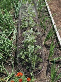 Chicken Wire Row Cloche Expandable Extra Large 3N1 -The Bloom Yard Sales Shop 8609412 5903 tif