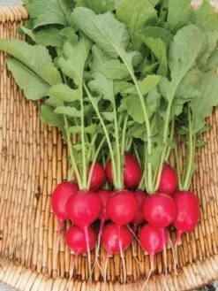 Family Garden Organic Seed Collection, Set Of 7 12 Family Garden Organic Seed Collection, Set Of 7 -The Bloom Yard Sales Shop 8610262 Cherry Belle Radish 06V tif