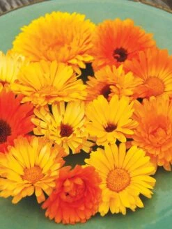 Family Garden Organic Seed Collection, Set Of 7 11 Family Garden Organic Seed Collection, Set Of 7 -The Bloom Yard Sales Shop 8610262 Pacific Beauty Calendula 07V tif