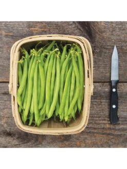 Antigua Bush Bean Organic Seeds 5 Antigua Bush Bean Organic Seeds -The Bloom Yard Sales Shop 8610262 antigua bean 8 15 18 05v