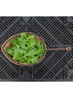 Silk Road Garden Organic Seed Collection, Set Of 6 -The Bloom Yard Sales Shop 8610264 mizuna babyleaf 01v