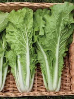 Silk Road Garden Organic Seed Collection, Set Of 6 -The Bloom Yard Sales Shop 8610264 tokyo bekana 02v