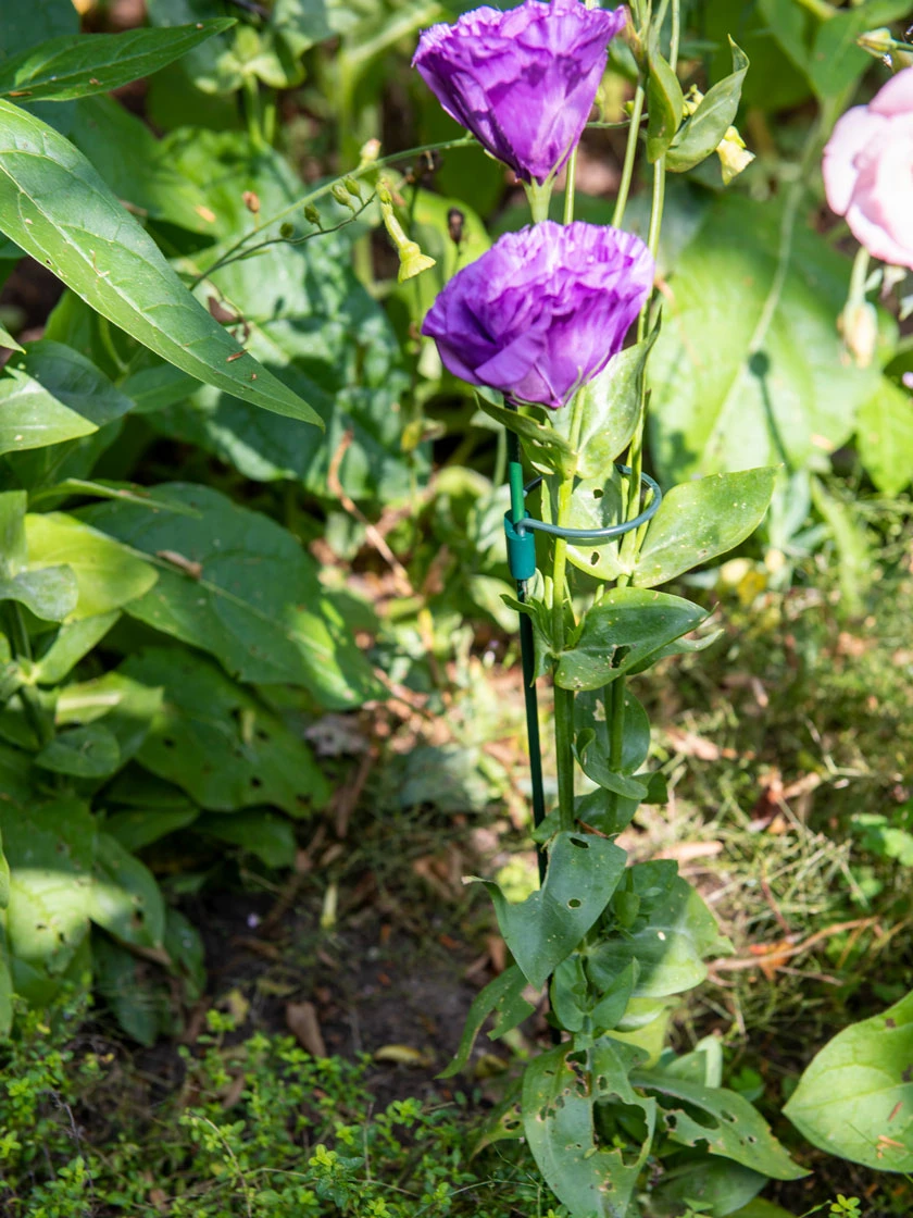 Peacock Mini Plant Support Rings 4", Set Of 2 1 Peacock Mini Plant Support Rings 4", Set Of 2