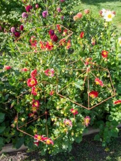 Parasol Plant Supports, Set Of 3 11 Parasol Plant Supports, Set Of 3 -The Bloom Yard Sales Shop 8611129 050 tif