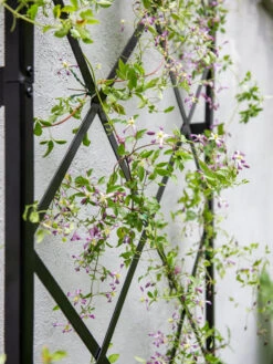 Lattice Gable Wall Trellis -The Bloom Yard Sales Shop 8611130 011