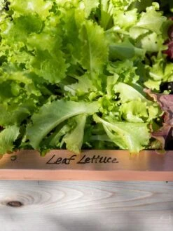 Re-Markable Raised Bed Trim -The Bloom Yard Sales Shop 8611757 326 tif