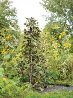 DIY Connector For Teepee Trellis 15 DIY Connector For Teepee Trellis -The Bloom Yard Sales Shop 8611896 062 tif