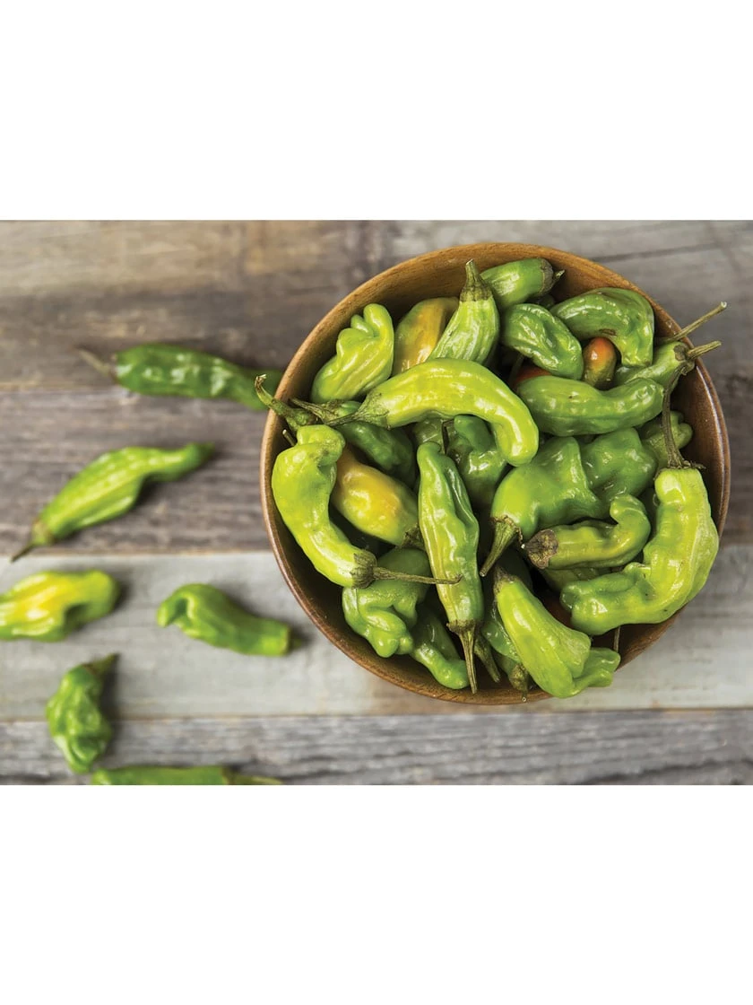 Shishito Pepper Organic Seeds 1 Shishito Pepper Organic Seeds