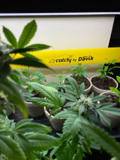 Catchy Natural Greenhouse Pest Protection Sticky Roll, 30’ -The Bloom Yard Sales Shop 8611979 8004