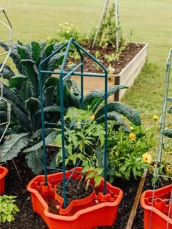 Deluxe Tomato Halos, Set Of 2 -The Bloom Yard Sales Shop 8612045 221 tif