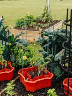 Deluxe Tomato Halos, Set Of 2 -The Bloom Yard Sales Shop 8612045 226 tif