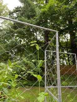 Chicken Wire Pea Trellis -The Bloom Yard Sales Shop 8612718 7302