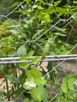 Chicken Wire Pea Trellis -The Bloom Yard Sales Shop 8612718 7307