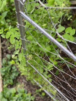 Chicken Wire Pea Trellis -The Bloom Yard Sales Shop 8612718 7312