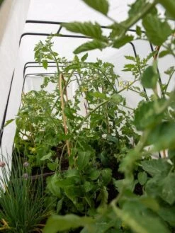 Cotton All Purpose Garden Cover -The Bloom Yard Sales Shop 8612815 0039 tif